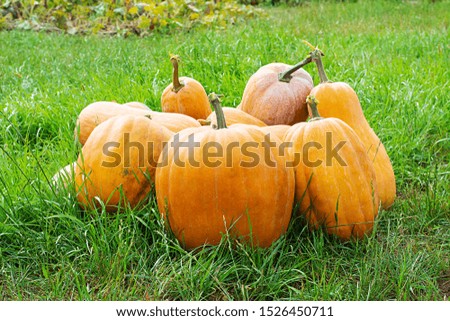 Orange ornamental pumpkins in sunlight in october autumn. Pumpkin orange Halloween Harvesting and Thanksgiving concept.