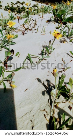 Sunflowers in the sand beach