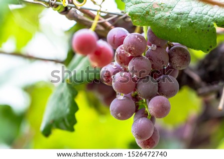 
beautiful bunches of grape on a vineyard