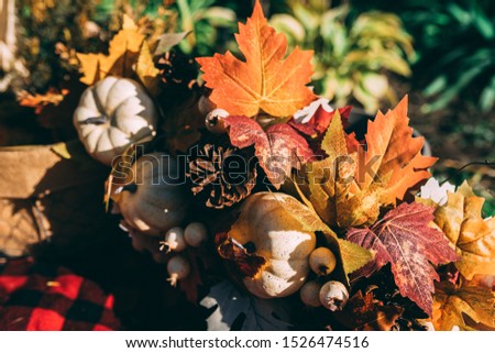 Fall family photo shoot back drop of a picnic outside with pumpkins corn and autumn leaves decor with a green background surrounded by grass