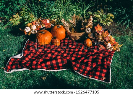 Fall family photo shoot back drop of a picnic outside with pumpkins piled up and corn and fall leaves decor with a green background surrounded by grass