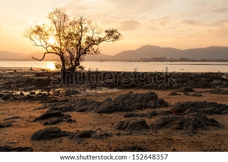 mangrove on rock beach in sunset, phuket Thailand 