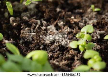 White mold on soil with seedlings in a flower pot Royalty-Free Stock Photo #1526486159