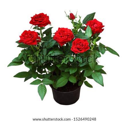 Red rose flowers in a pot isolated on white Royalty-Free Stock Photo #1526490248