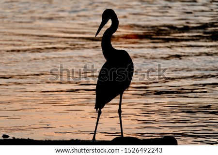 Great blue heron silhouette on river after hunting.