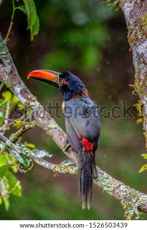 Toucan in the nature of Costa Rica