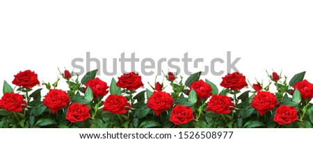 Red rose flowers in a border isolated on white background