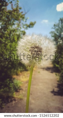 white fluffy dandelion against the summer forest