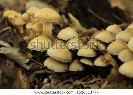 Sulfur tuft is a common toad stool growing on trees