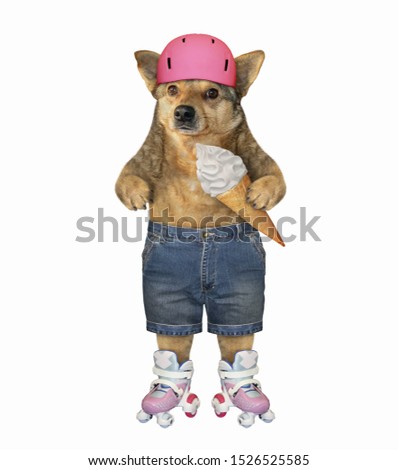 The dog in a protective helmet and shorts on pink roller skates eats a ice cream cone. White background. Isolated.