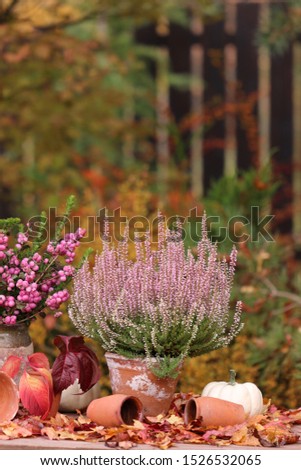 Autumn floral composition with snowberries, heather in old aged, weathered clay pots, mini pumpkin, fading leaves on bush background, scene in garden, vintage style, daylight, vertical
photo