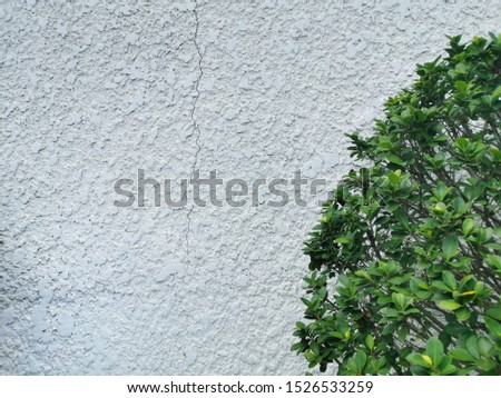 Green tree on a White cement Wall for Background.