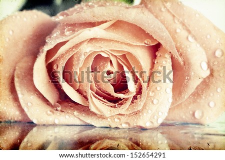 Pink roses covered with dew on vintage background 
