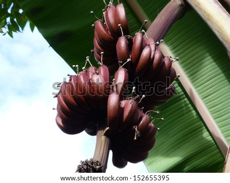 Red bananas (Musa) in Brazil: Banana Sao Tome, Amazonas Brazil