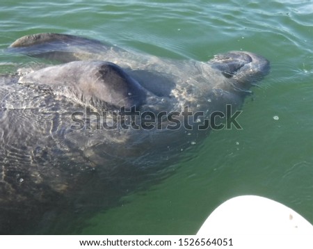 The elusive West Indian Manatee