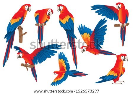 Set of adult parrot of red-and-green macaw Ara (Ara chloropterus) cartoon bird design flat vector illustration isolated on white background Royalty-Free Stock Photo #1526573297