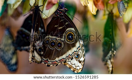 giant exotic butterfly, Giant Owl butterfly Caligo