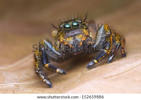 front view portrait with extreme magnified details of colorful jumping spider with brown leaf background