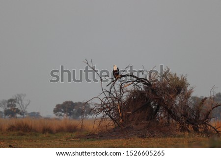 African fish eagle sitting on branch in Okavango Delta in Botswana on holiday in summer. Travelling during dry season.