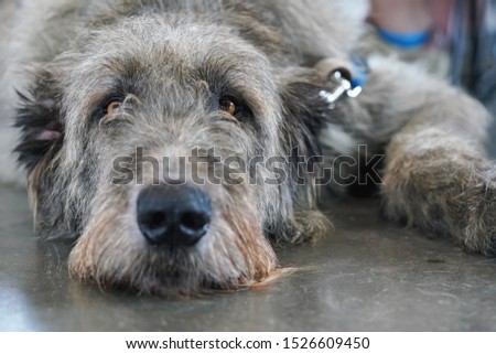 Scottish deerhound dog laying on stone floor indoors, looking bored / tired Royalty-Free Stock Photo #1526609450