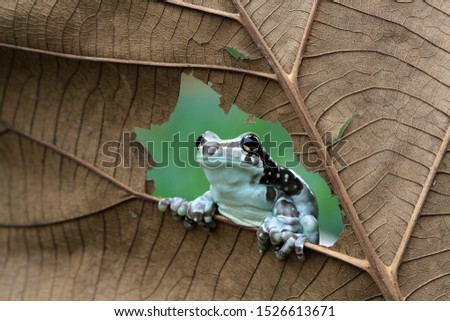 Small amazon milk frogs appear in the middle of dried leaves, Panda Bear Tree Frog, Trachycephalus resinifictrix