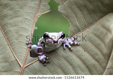 Small amazon milk frogs appear in the middle of dried leaves, Panda Bear Tree Frog, Trachycephalus resinifictrix