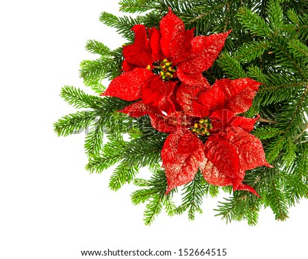beautiful christmas tree branch with red poinsettia flower over white background