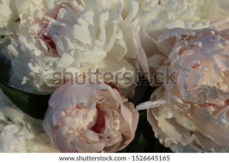 beautiful delicate photo of peony flowers