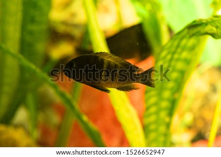 African fish Trophyus Cichlids living in Lake Tanganyika