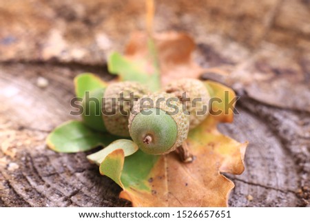 Acorns. Autumn background with acorn and oak leaves.
