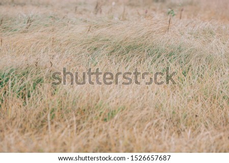 Yellow grass in the field, making hay. Texture of autumn grass - hay for farm animals.