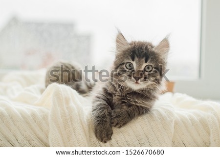 little cute gray kitten plays on a white plaid by the window Royalty-Free Stock Photo #1526670680