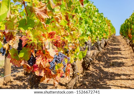 Viniculture in Saint Denis de Vaux, Burgundy, France Royalty-Free Stock Photo #1526672741