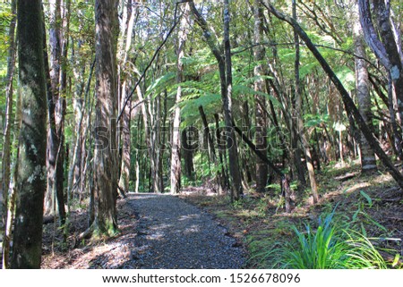 Trail in the forest at the goldie bush walkway Royalty-Free Stock Photo #1526678096