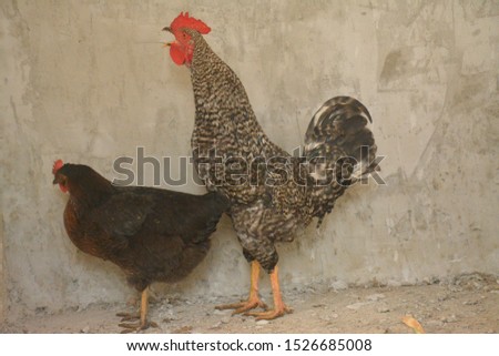 chickens and roosters are important animals with both eggs and meat.