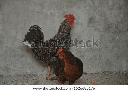 chickens and roosters are important animals with both eggs and meat.