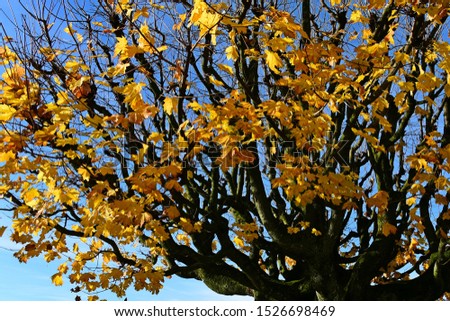 Yellow maple leaves on the tree with black branches.