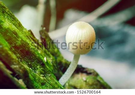 Small poisonous mushrooms in the forest, danger of poisoning