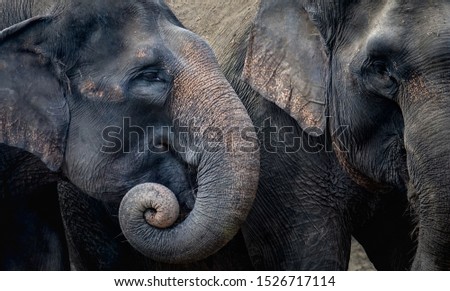 Two elephants are enjoying their day together. In Indonesia, elephants are found on the island of Sumatra. Elephants in Indonesia are included in the type of Asian elephant