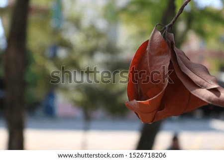 beautiful dry leaves against a background of trees