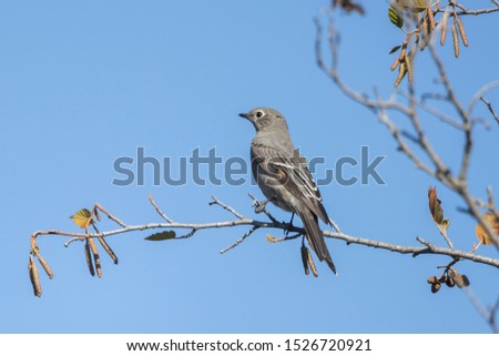 A northern Mockingbird is perched on a branch in western Montana.