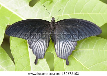 Macro photo of a beautiful black tropical butterfly. Aziatische Swallowtail - Papilio lowi butterfly.