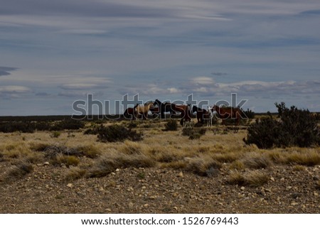 
horses in the field with blue sky and clouds background