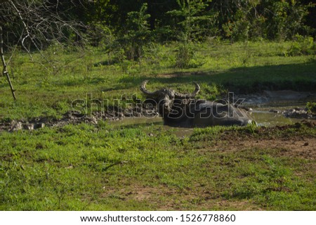Animals in Yala National Park in Sri Lanka