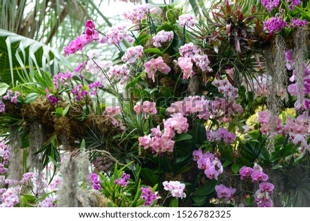 Orchid is bloom, many colors and variety