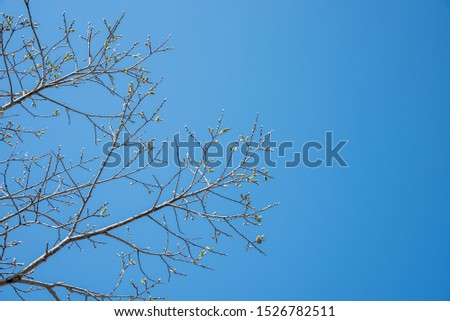 close-up trees buds and branches with blue sky backgrounds