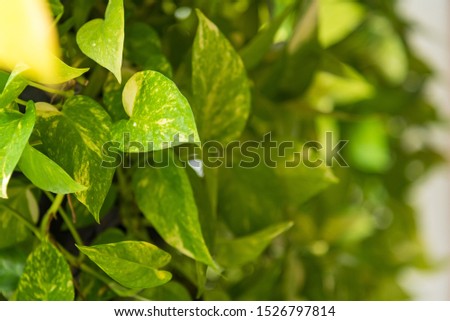 Green leaf in the tropical garden in Asia forest