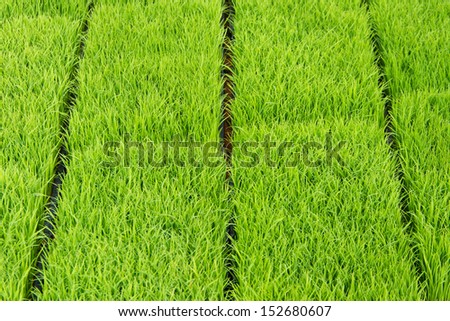 rice sprouts in nursery trays