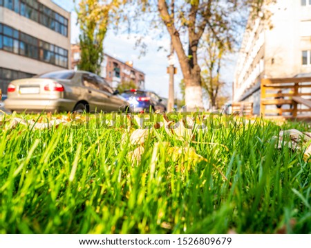 Autumn leaves on green grass on the side of a city street. Background image.