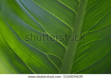 green leaves wall background, leaf wall nature background, 
